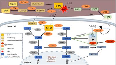 Pharmacogenomic-guided dosing of fluoropyrimidines beyond DPYD: time for a polygenic algorithm?